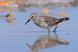 Biegus karłowaty - Calidris minutilla - Least Sandpiper