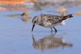 Biegus karłowaty - Calidris minutilla - Least Sandpiper