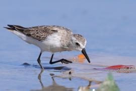 Biegus tundrowy - Calidris pusilla - Semipalmated Sandpiper