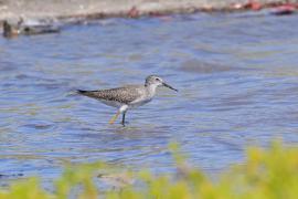 Brodziec żółtonogi - Tringa flavipes - Lesser Yellowlegs