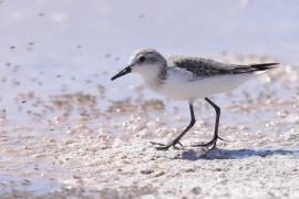 Biegus tundrowy - Calidris pusilla - Semipalmated Sandpiper