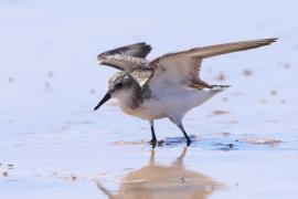 Biegus tundrowy - Calidris pusilla - Semipalmated Sandpiper