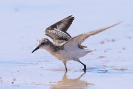 Biegus tundrowy - Calidris pusilla - Semipalmated Sandpiper