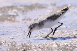 Biegus tundrowy - Calidris pusilla - Semipalmated Sandpiper