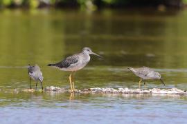 Brodziec piegowaty - Tringa melanoleuca - Greater Yellowlegs