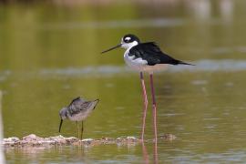 Szczudłak białobrewy - Himantopus mexicanus - Black-necked Stillt