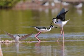 Szczudłak białobrewy - Himantopus mexicanus - Black-necked Stillt