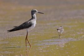 Brodziec żółtonogi - Tringa flavipes - Lesser Yellowlegs