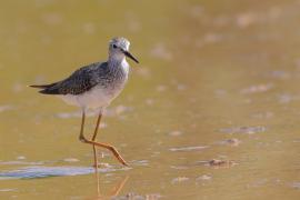 Brodziec żółtonogi - Tringa flavipes - Lesser Yellowlegs