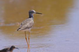 Brodziec żółtonogi - Tringa flavipes - Lesser Yellowlegs