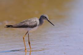 Brodziec żółtonogi - Tringa flavipes - Lesser Yellowlegs