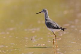 Brodziec żółtonogi - Tringa flavipes - Lesser Yellowlegs