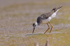 Brodziec żółtonogi - Tringa flavipes - Lesser Yellowlegs