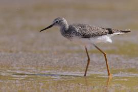 Brodziec żółtonogi - Tringa flavipes - Lesser Yellowlegs