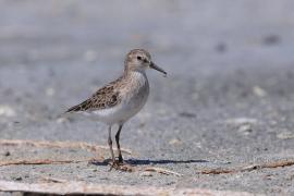 Biegus karłowaty - Calidris minutilla - Least Sandpiper