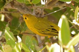 Lasówka zbroczona - Setophaga aestiva - American Yellow Warbler