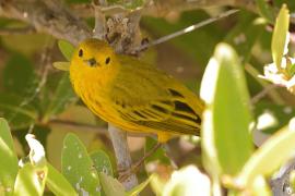 Lasówka zbroczona - Setophaga aestiva - American Yellow Warbler