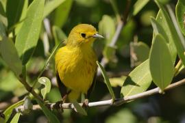 Lasówka zbroczona - Setophaga aestiva - American Yellow Warbler