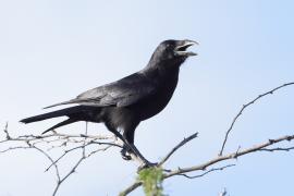 Wrona haitańska - Corvus palmarum - Hispaniolan Palm-Crow