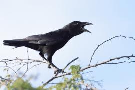 Wrona haitańska - Corvus palmarum - Hispaniolan Palm-Crow