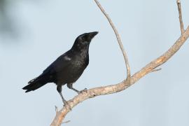 Wrona haitańska - Corvus palmarum - Hispaniolan Palm-Crow