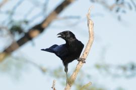 Wrona haitańska - Corvus palmarum - Hispaniolan Palm-Crow