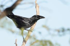 Wrona haitańska - Corvus palmarum - Hispaniolan Palm-Crow
