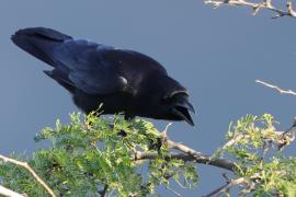 Wrona haitańska - Corvus palmarum - Hispaniolan Palm-Crow