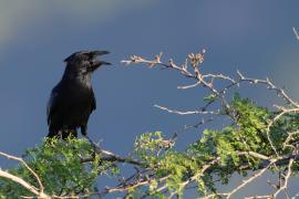 Wrona haitańska - Corvus palmarum - Hispaniolan Palm-Crow