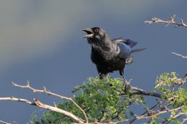 Wrona haitańska - Corvus palmarum - Hispaniolan Palm-Crow