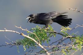 Wrona haitańska - Corvus palmarum - Hispaniolan Palm-Crow