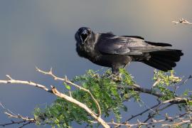 Wrona haitańska - Corvus palmarum - Hispaniolan Palm-Crow