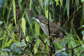 Hispaniol oliwkowy - Calyptophilus frugivorus - Eastern Chat-Tanager