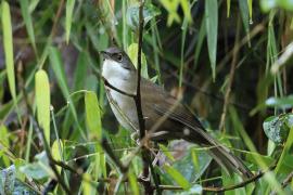 Hispaniol oliwkowy - Calyptophilus frugivorus - Eastern Chat-Tanager