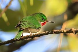 Płaskodziobek cienkodzioby - Todus angustirostris  - Narrow-billed Tody