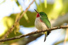 Płaskodziobek cienkodzioby - Todus angustirostris  - Narrow-billed Tody