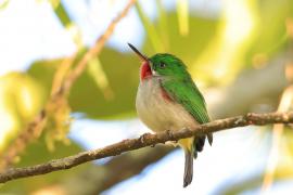 Płaskodziobek cienkodzioby - Todus angustirostris  - Narrow-billed Tody