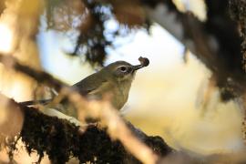 Lasówka granatowa - Setophaga caerulescens - Black-throated Blue Warbler