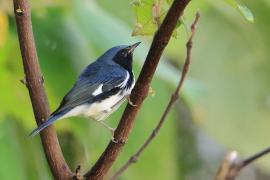 Lasówka granatowa - Setophaga caerulescens - Black-throated Blue Warbler