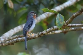 Klarnetnik rdzawogardły - Myadestes genibarbis - Myadestes genibarbis