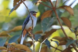 Klarnetnik rdzawogardły - Myadestes genibarbis - Myadestes genibarbis