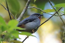Klarnetnik rdzawogardły - Myadestes genibarbis - Myadestes genibarbis