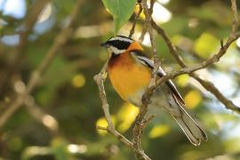 Antyla dominikańska - Spindalis dominicensis - Hispaniolan Spindalis