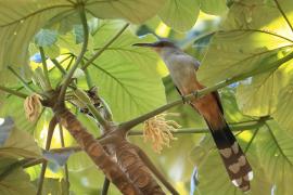 Jaszczurkojad szary - Coccyzus longirostris - Hispaniolan Lizard-Cuckoo