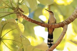 Jaszczurkojad szary - Coccyzus longirostris - Hispaniolan Lizard-Cuckoo