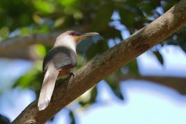 Jaszczurkojad szary - Coccyzus longirostris - Hispaniolan Lizard-Cuckoo