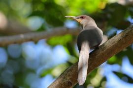 Jaszczurkojad szary - Coccyzus longirostris - Hispaniolan Lizard-Cuckoo