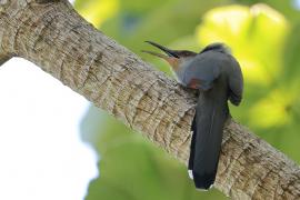 Jaszczurkojad szary - Coccyzus longirostris - Hispaniolan Lizard-Cuckoo