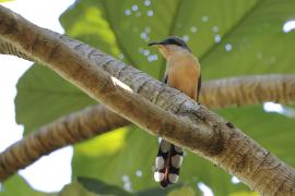 Kukawik namorzynowy - Coccyzus minor - Mangrove Cuckoo