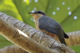 Kukawik namorzynowy - Coccyzus minor - Mangrove Cuckoo